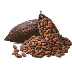 Cocoa Bean