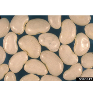 Lima Beans