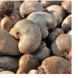 Raw Cashew Nut
