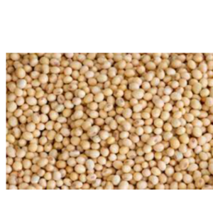 soyabean For oil extraction $ Animal feeds