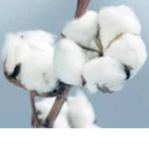 Cotton lints