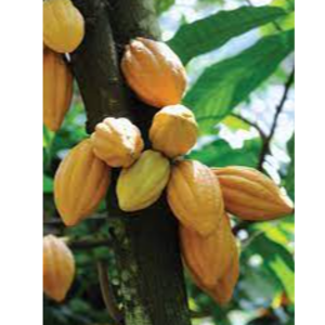 Cocoa
