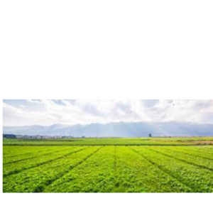 Agriculture Lands & Farms