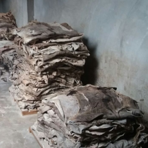 Wet Salted Cow Hides For Export
