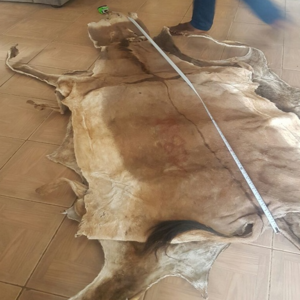 Wet Salted Cow Hides For Export