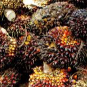 Palm Kernels