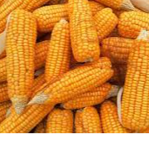 Maize
