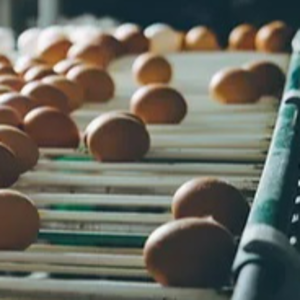 Hatching Chicken Eggs Ross 308