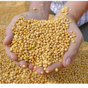 Soy beans
