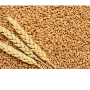 Wheat
