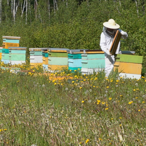 Nordic aromatic natural honey