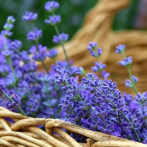 Lavender essential oil