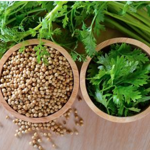 Coriander seeds