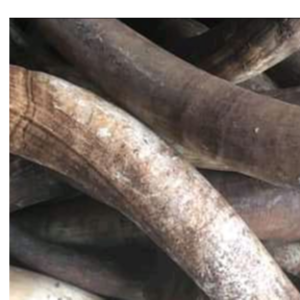 COW HORN