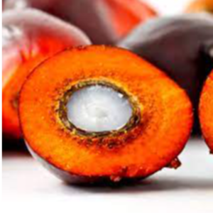 PALM KERNEL
