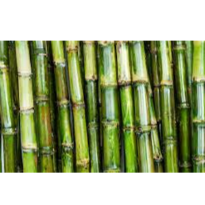SUGAR CANE