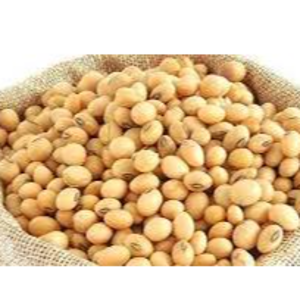 SOYA BEAN