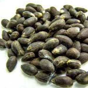 COTTON SEED