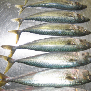 Frozen fish Morocco