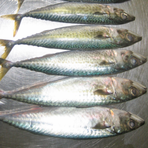 Atlantic mackerel