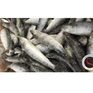 Iqf sardine