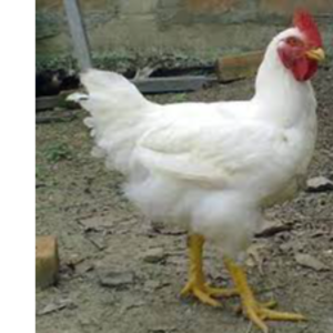 Poultry (chicken)