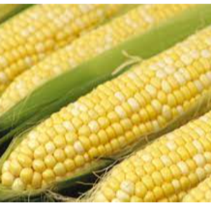 Corn (GMO, NON- GMO)