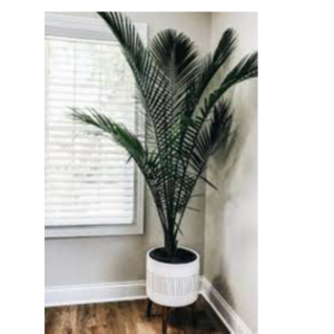 Palm Tree