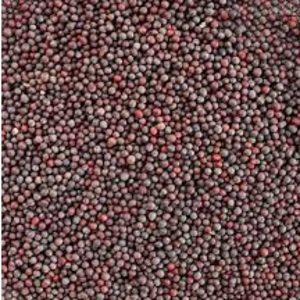 MUSTARED SEED