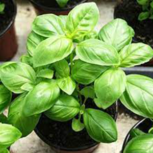BASIL