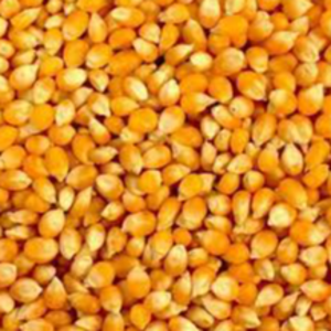 Whole Grain Dried Yellow Corn