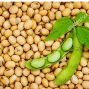 Soy - Both GMO and non-GMO