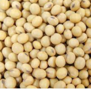 Soybeans GMO and Non-GMO