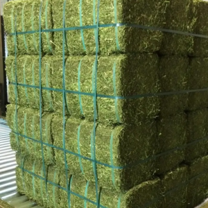Top Quality Animal Feed Alfafa Hay for Animal Feeding Stuff Alfalfa