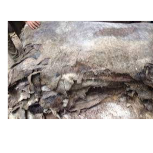 Wet and Dried donkey hides