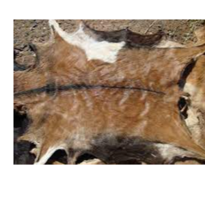 Wet and dried goat hides and skin