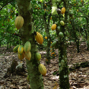 Cocoa Global Marketing