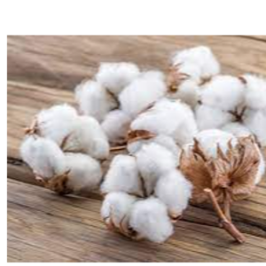 Cotton