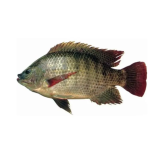 frozen tilapia