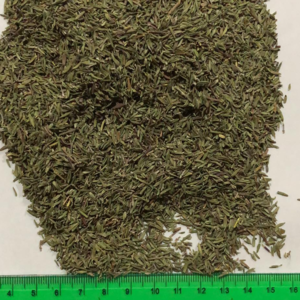 Thyme Wed Highy Quality ISO Certificated