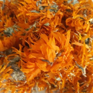 Calendula Flower Marigold Quality  ISO Certificated