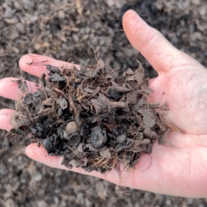 Palm Kernel Shell (Indonesia)