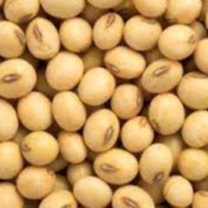soybean