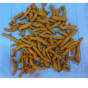 Naturally grown turmeric fingers