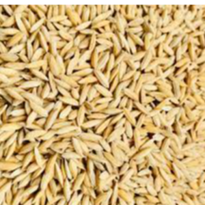 paddy rice