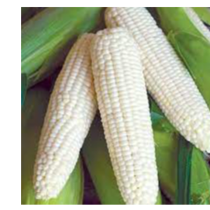 yellow corn,  raw maize ,white maize, maize seeds