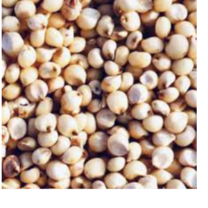 Jowar