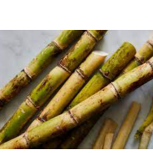 SUGARCANE