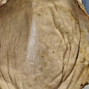 Beef Omasum