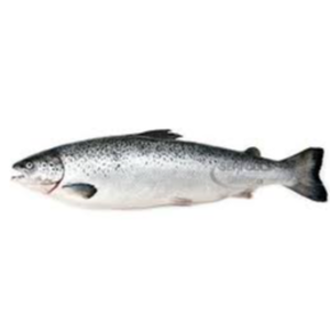 Atlantic Salmon(Fresh Whole Salmon, Fillets of Atlantic Salmon)